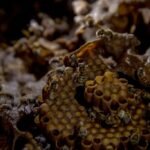 Abeja-1024×683