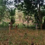 primates-02-1024×768